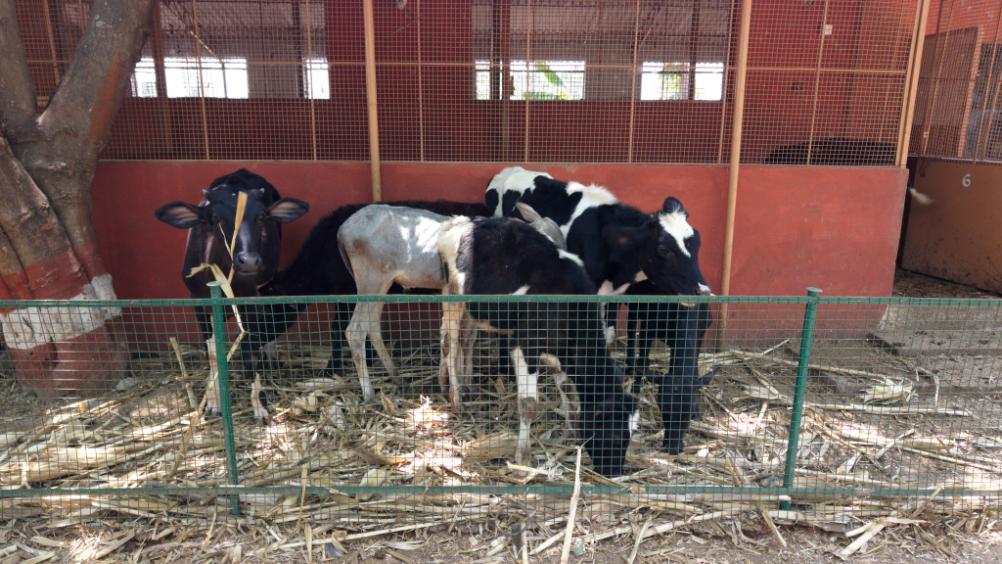 Cattle rearing at Krushi Bhoomi Farms